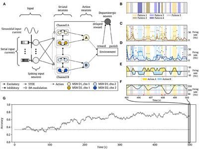 Black-box and surrogate optimization for tuning spiking neural models of striatum plasticity